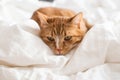 Cute ginger cat sleeping in bed, relax time Royalty Free Stock Photo