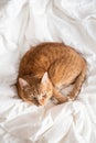 Cute ginger cat sleeping in bed, relax time Royalty Free Stock Photo