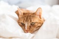 Cute ginger cat sleeping in bed, relax time Royalty Free Stock Photo