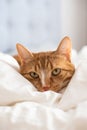 Cute ginger cat sleeping in bed, relax time Royalty Free Stock Photo
