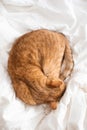 Cute ginger cat sleeping in bed, relax time Royalty Free Stock Photo