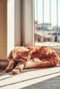 Cute ginger cat sleeping  on the floor Royalty Free Stock Photo