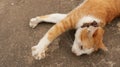 Cute Ginger Cat Sleeping with Paws in the Air