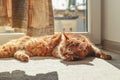 Cute ginger cat sleeping  in sun spot Royalty Free Stock Photo