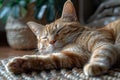 Cute ginger cat sleeps on the carpet,  Close-up Royalty Free Stock Photo