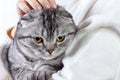 Cute ginger cat sleeps warming in knit sweater on his owner's hands. Scottish kitten