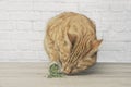 Cute ginger cat sniffing on dried catnip. Royalty Free Stock Photo