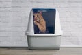 Cute ginger cat step outside a closed litter box. Royalty Free Stock Photo