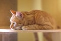 Cute ginger cat sunbathing on ther scratching post. Horizontal image. Royalty Free Stock Photo