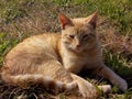 Cute ginger cat taking a sunbath Royalty Free Stock Photo