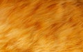 Cute ginger cat texture background Royalty Free Stock Photo