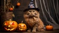 Cute ginger cat wearing a witch hat and a Halloween costume. Scary-looking Halloween jack-o-lantern spooky face carved pumpkins. Royalty Free Stock Photo