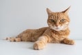 Cute ginger cat on white background. Adorable home pet stock photography. At the veterinarian