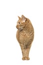 Cute ginger cat on white background looking to the left. Royalty Free Stock Photo