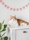 Cute ginger cat on a white table in the living room with flags decorative garland on the wall