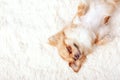 Cute ginger chihuahua a sleep on a white carpet