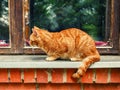 Cute ginger color tabby cat sitting on a window sill by a wooden weathered window, green trees reflection out of focus. Country