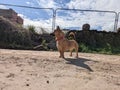 Cute ginger dog enjoying a walk in sunny day