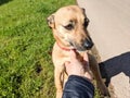 Cute ginger dog enjoying a walk in sunny day