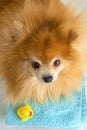 ginger dog pomeranian spitz with yellow rubber bathing duck, towel ready for bathing. grooming pet at salon and home Royalty Free Stock Photo