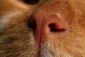 Cute ginger domesticated cat, macro view of nose