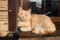 Cute ginger fluffy cat basking in the sun at the window of a house Royalty Free Stock Photo