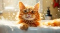 Cute ginger fluffy cat in the bathtub in the grooming salon. Foam bubbles and splashing water are flying around a funny cat. Royalty Free Stock Photo