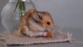 cute ginger hamster sits on the rug and eats cookies