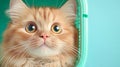 Cute ginger kitten Royalty Free Stock Photo