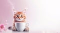 Cute ginger kitten with a cup of coffee on a pink background Royalty Free Stock Photo