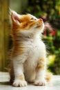 Cute kitten sitting relaxed and looking up straight