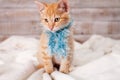 Cute kitten dressed for winter sitting - with blue fluffy scarf
