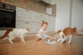 Cute ginger kitten drinking milk on the floor isolated on white background Royalty Free Stock Photo