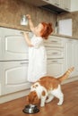 Cute ginger kitten drinking milk on the floor isolated on white background