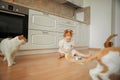 Cute ginger kitten drinking milk on the floor isolated on white background Royalty Free Stock Photo