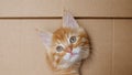 Cute Ginger Kitten Getting out From Hole in a Cardboard Box. Cat Hiding in Box. Royalty Free Stock Photo