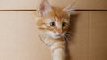 Cute Ginger Kitten Getting out From Hole in a Cardboard Box. Cat Hiding in Box. Royalty Free Stock Photo
