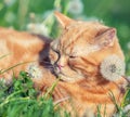 Cute ginger kitten lies on a lawn of dandelion