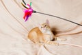 Ginger kitten light background indoors Royalty Free Stock Photo