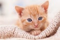 Cute ginger kitten looking in the camera - close up Royalty Free Stock Photo