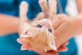 Cute ginger kitten lying on its back playing in woman hands