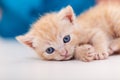 Cute ginger kitten lying on white table Royalty Free Stock Photo