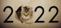 Cute ginger kitten peeks through a hole in craft paper with inscription 2022. Playful and funny pet on a New Year`s poster.