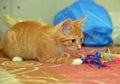 Ginger kitten playing on the couch Royalty Free Stock Photo
