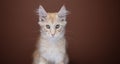 cute ginger kitten portrait looking at camera innocent Royalty Free Stock Photo