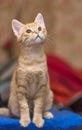 Cute ginger kitten portrait Royalty Free Stock Photo