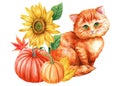 Cute ginger kitten, pumpkin and flowers sunflowers, watercolor hand drawing. Autumn composition, Happy cat