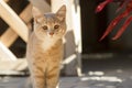 Cute ginger kitten sits near wooden arbor in the yard, cat walking outdoors, lovely pets Royalty Free Stock Photo