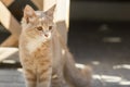 Cute ginger kitten sits near wooden arbor in the yard, cat walking outdoors, lovely pets Royalty Free Stock Photo