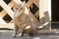 Cute ginger kitten sits near wooden arbor in the yard, cat walking outdoors, lovely pets Royalty Free Stock Photo